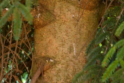 Picea orientalis 'Aureospicata' - smrk východní - kůra